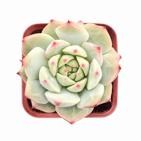 Echeveria 'Prism' mini ornamental plant  