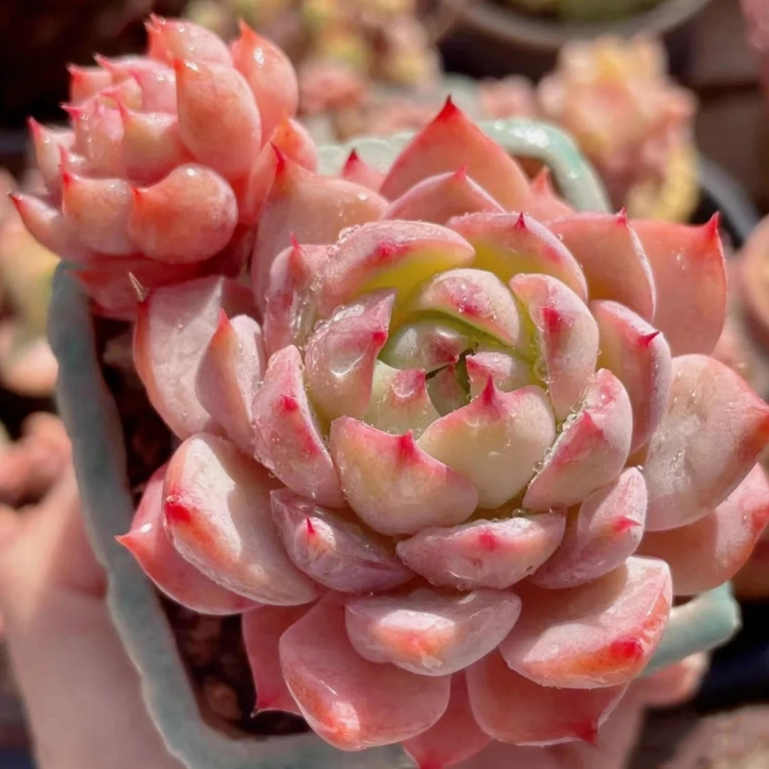 Echeveria 'Prism'