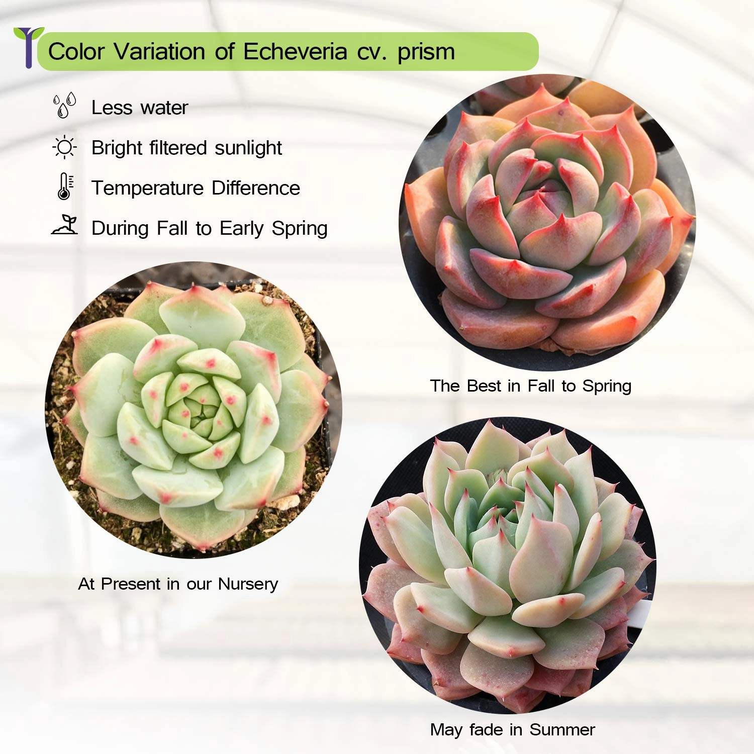 Echeveria 'Prism'