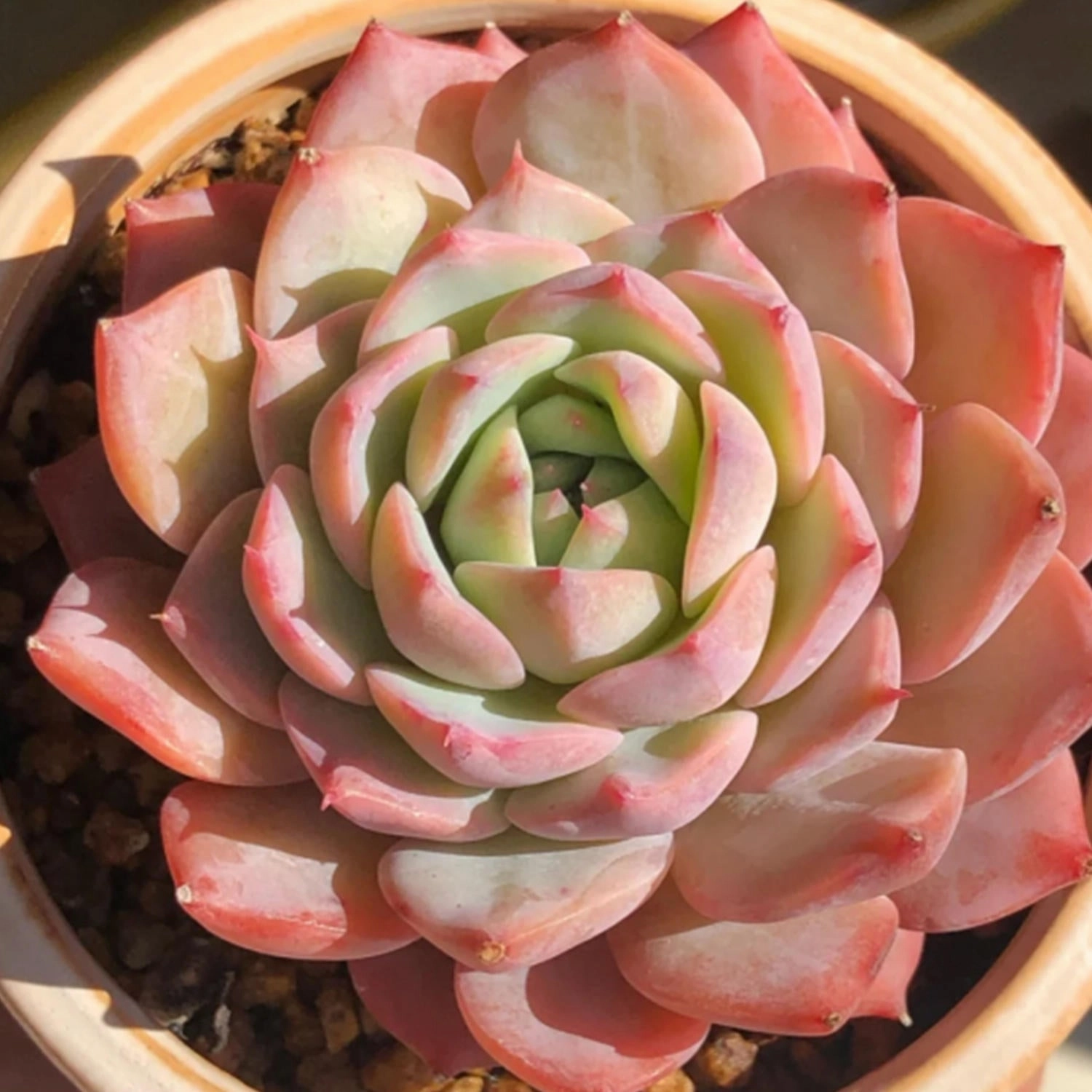 Echeveria 'Prism'