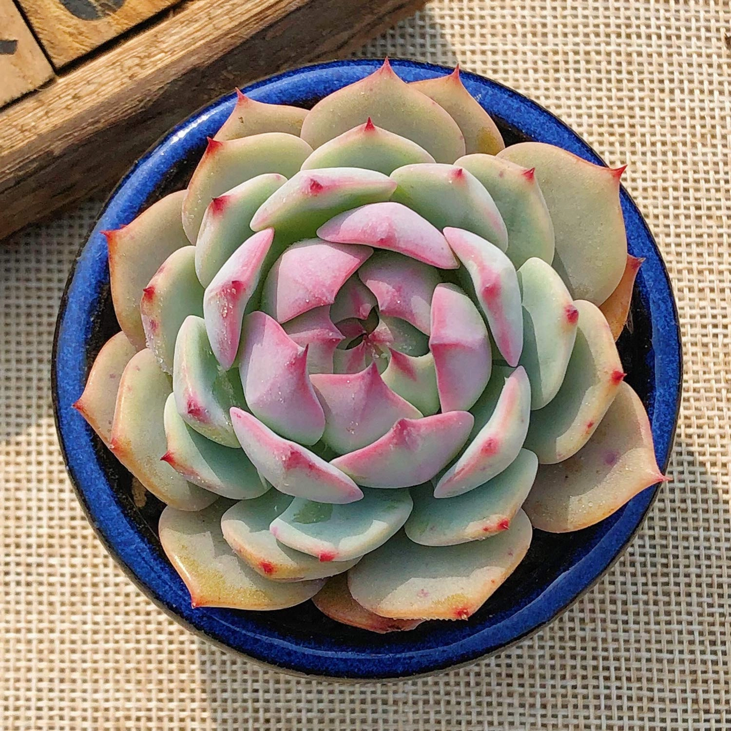 Echeveria 'Prism'