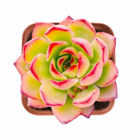 Echeveria 'Puli-lindsayana' mini ornamental plant  