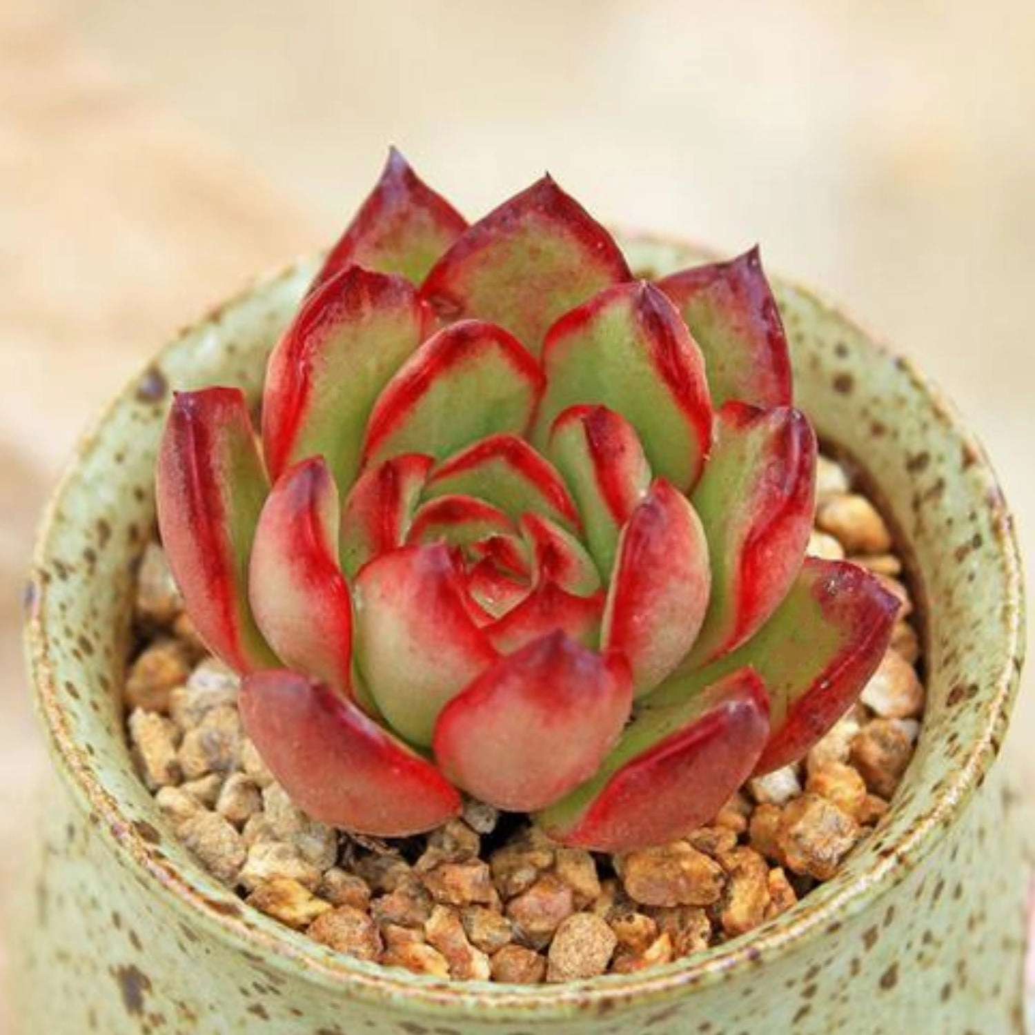 Echeveria 'Puli-lindsayana'