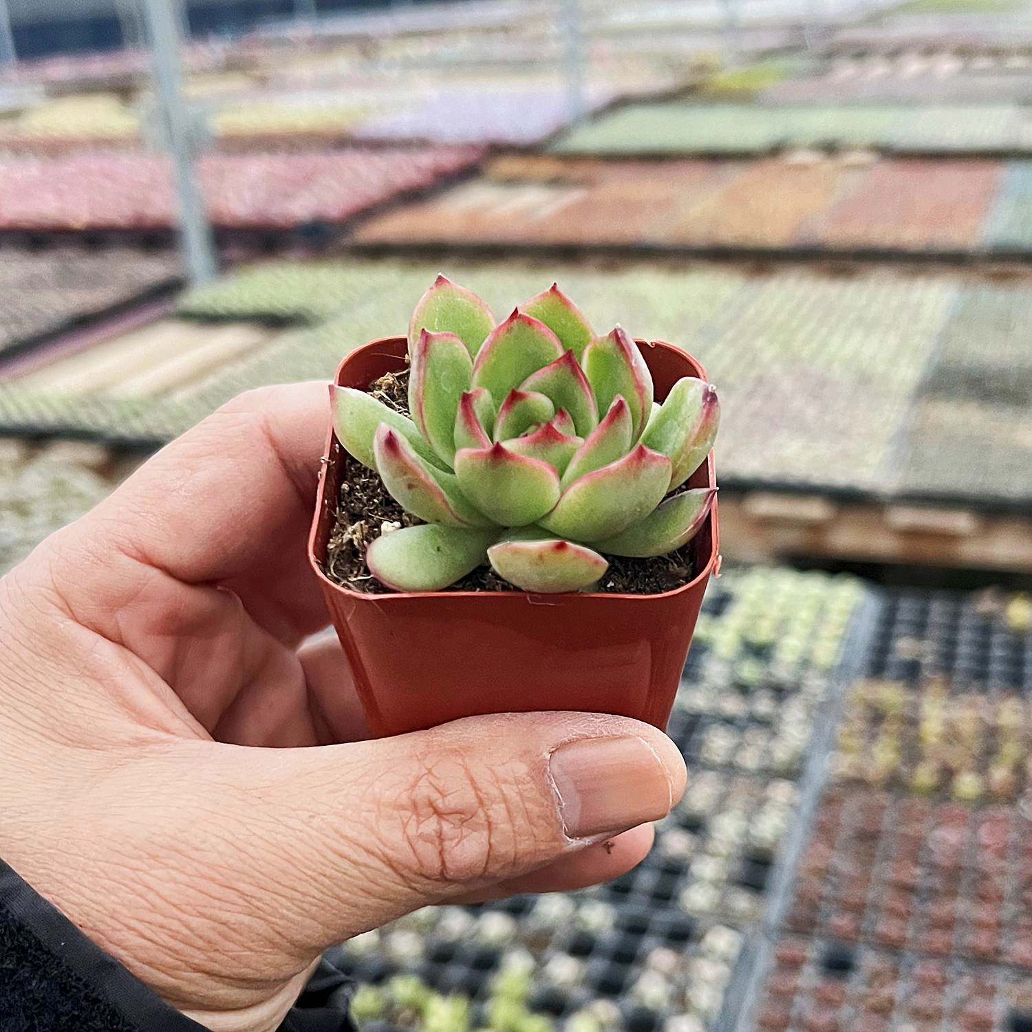 Echeveria 'Puli-lindsayana'