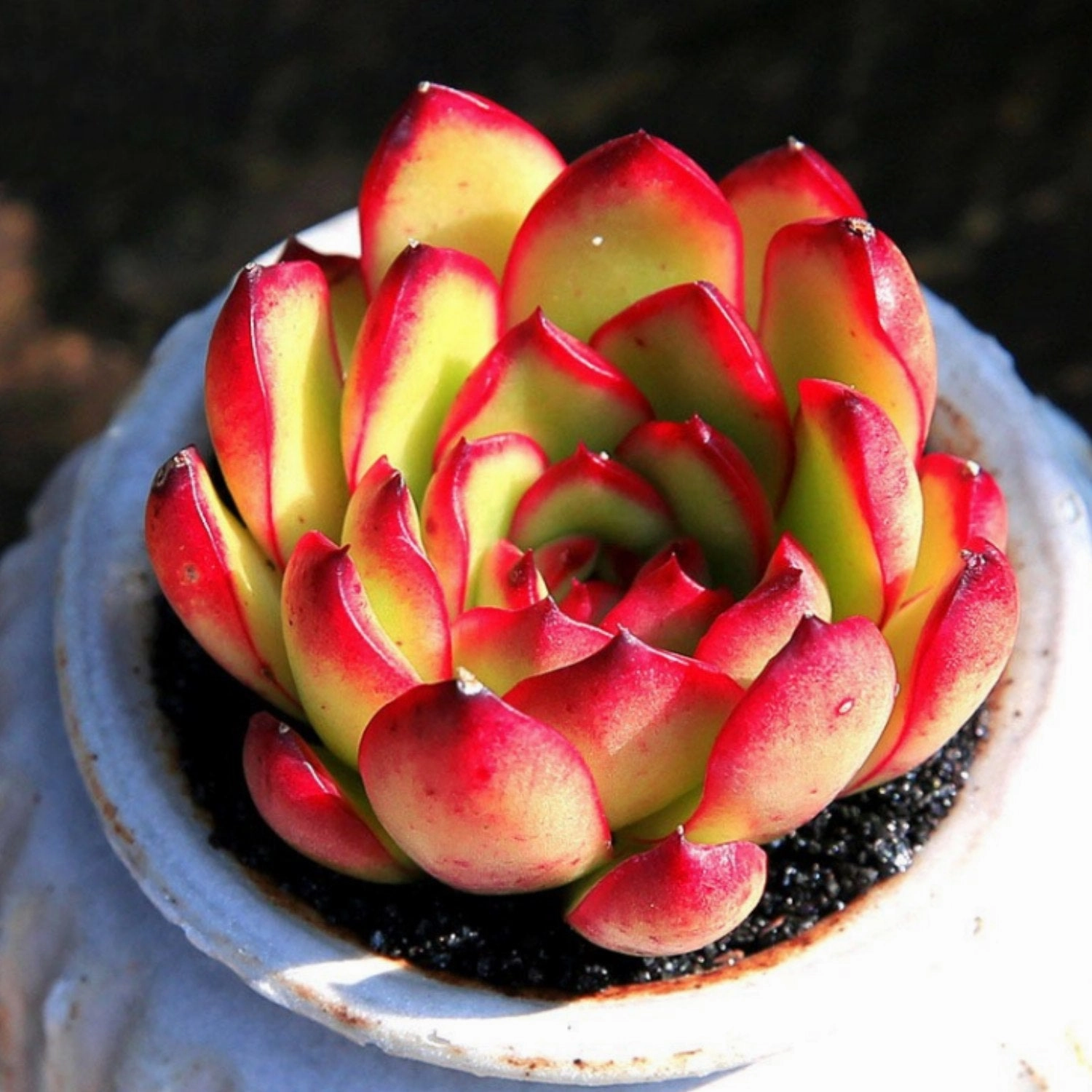 Echeveria 'Puli-lindsayana'