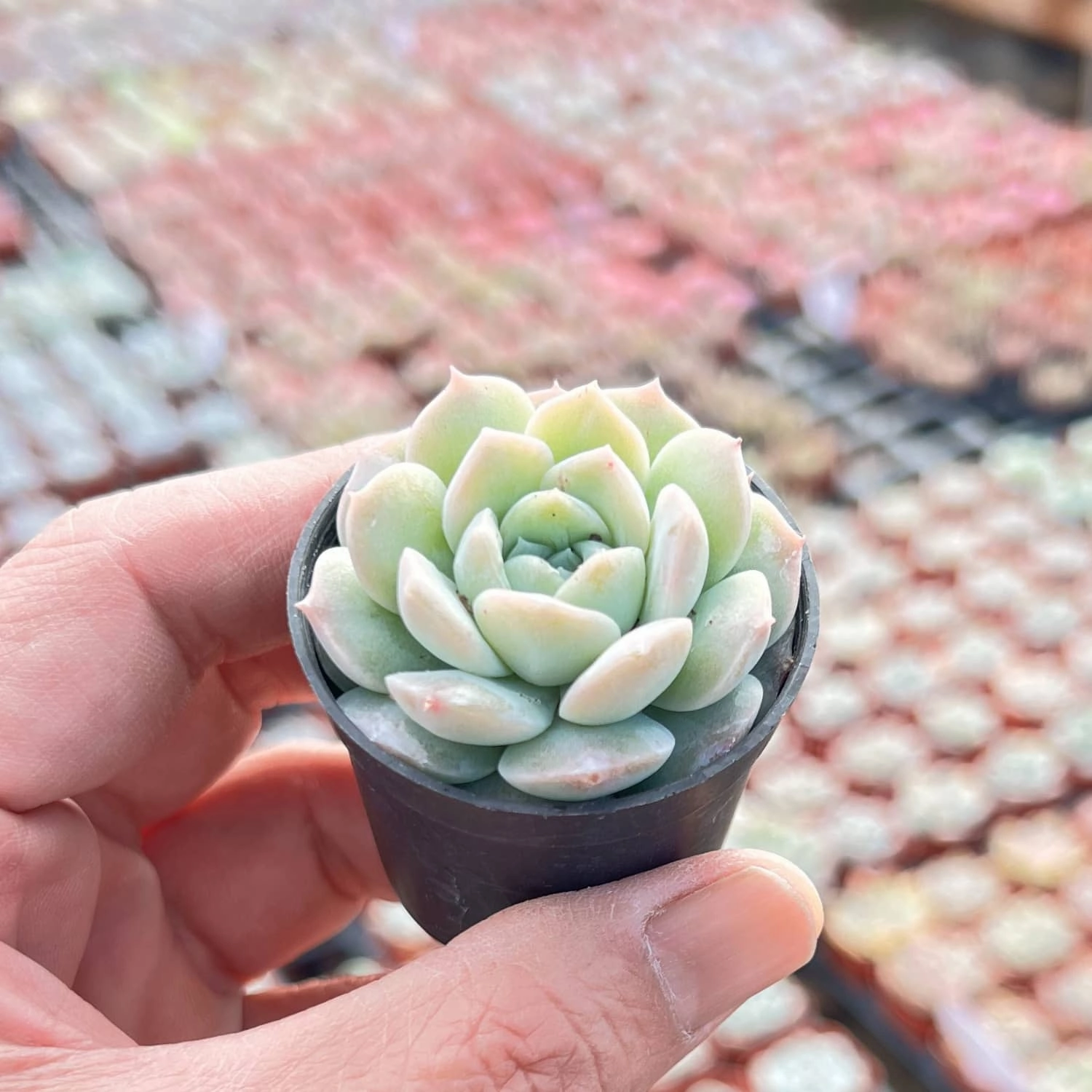 Echeveria 'Pure Love'