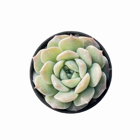 Echeveria 'Pure Love' mini ornamental plant  