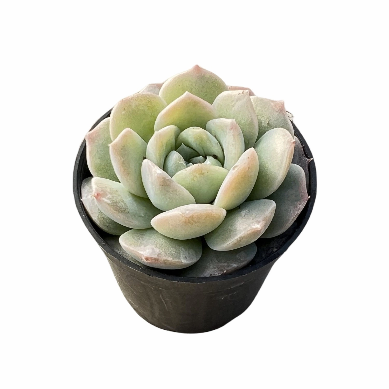 Echeveria 'Pure Love'