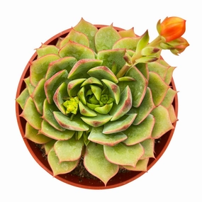 Echeveria 'Ramillette' (4 inch) mini ornamental plant  