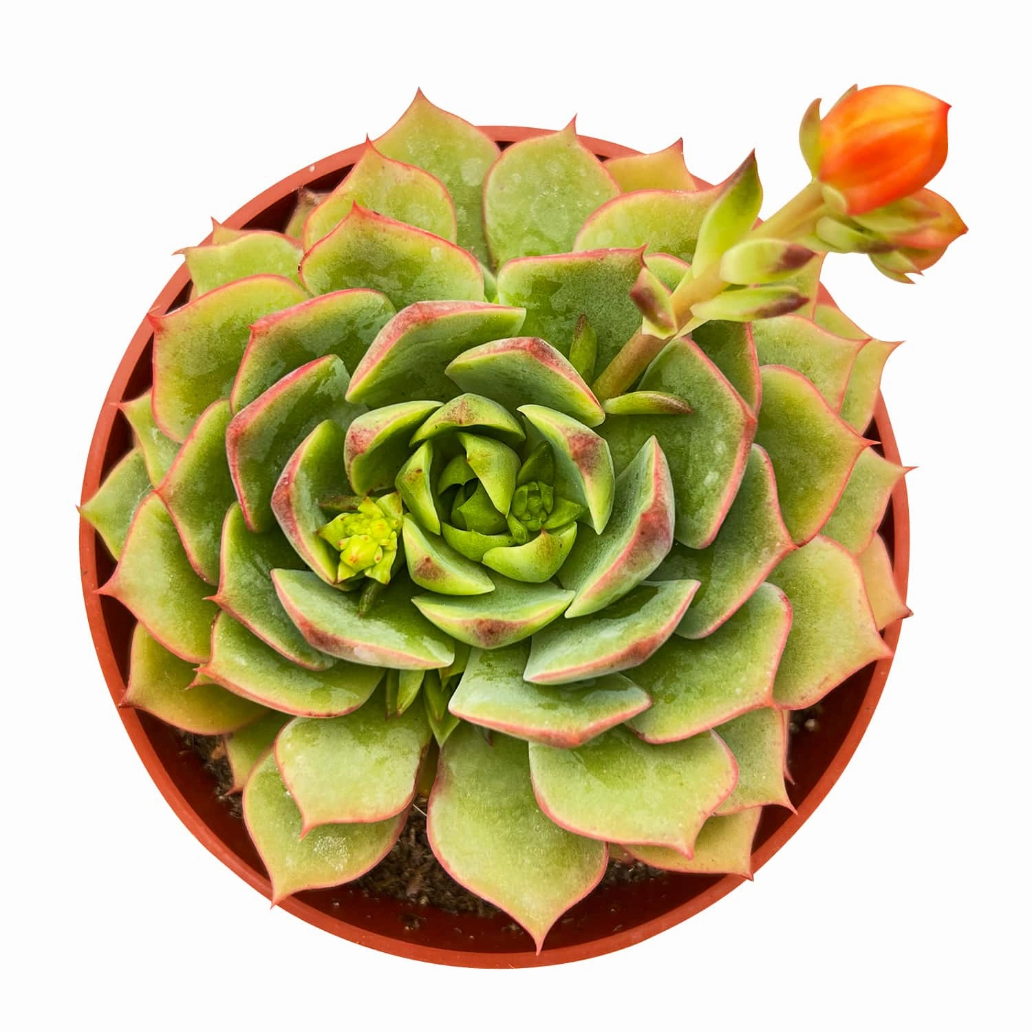 Echeveria 'Ramillette' (4 inch) mini ornamental plant  