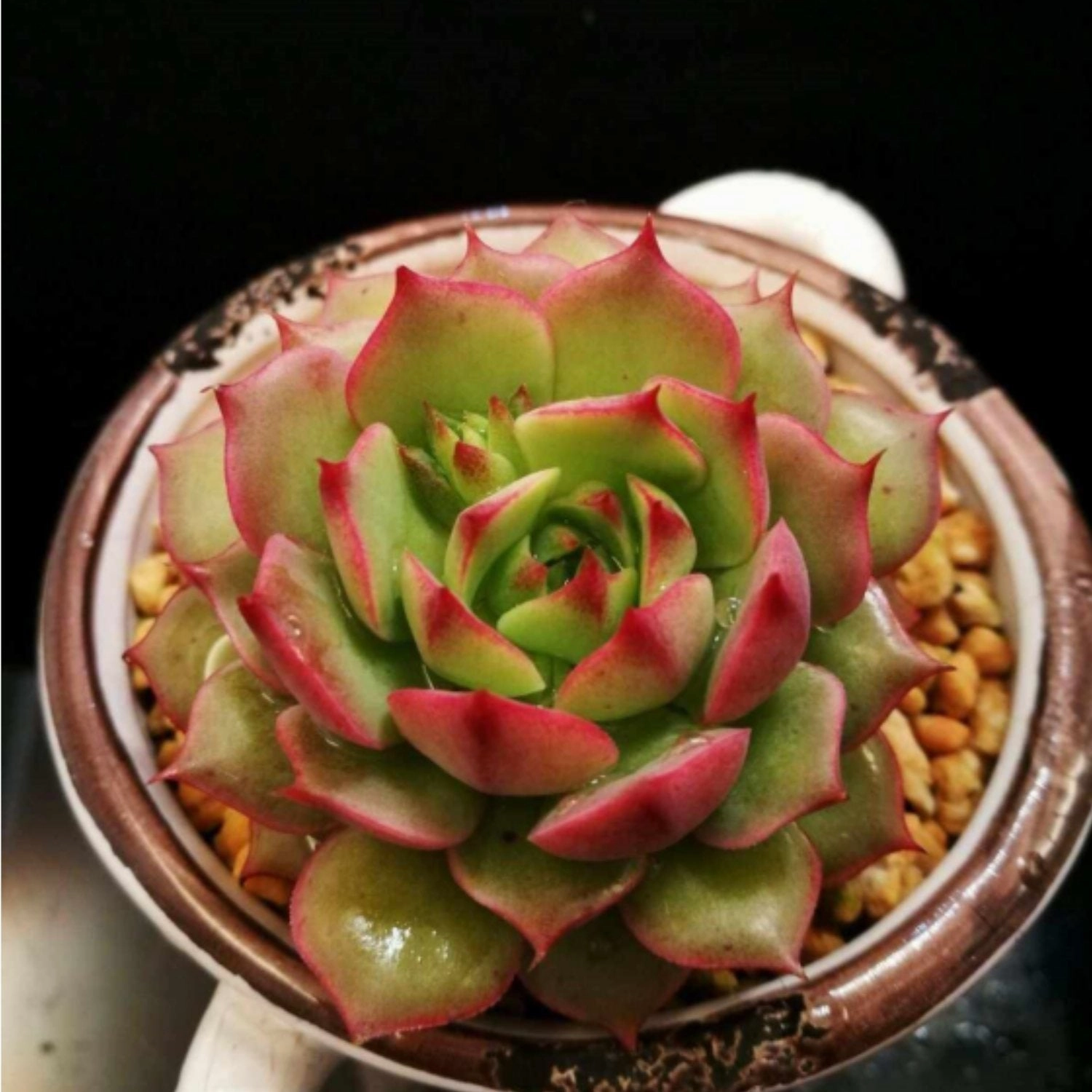 Echeveria 'Ramillette' (4 inch)