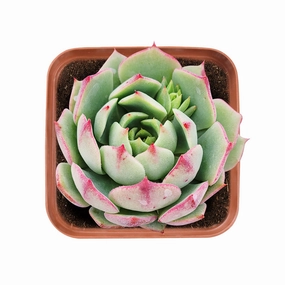 Echeveria 'Ramillette' mini ornamental plant  