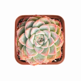 Echeveria 'Red Line Queen' mini ornamental plant  