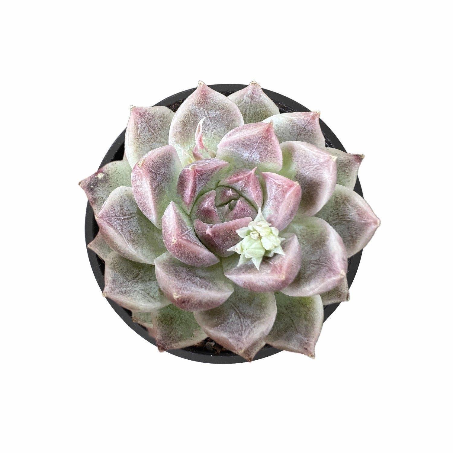 Echeveria 'Red Line Queen'