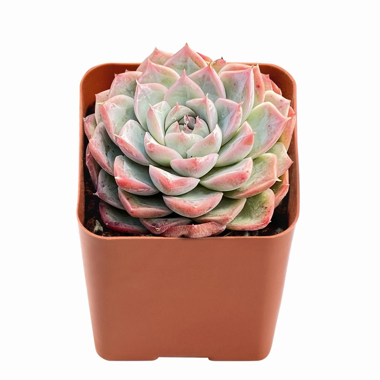 Echeveria 'Red Line Queen'