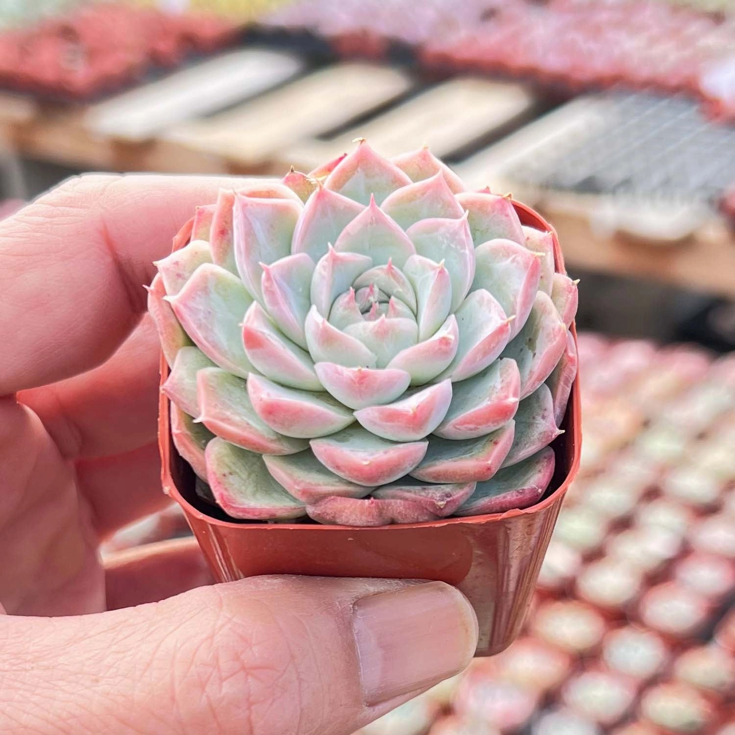 Echeveria 'Red Line Queen'
