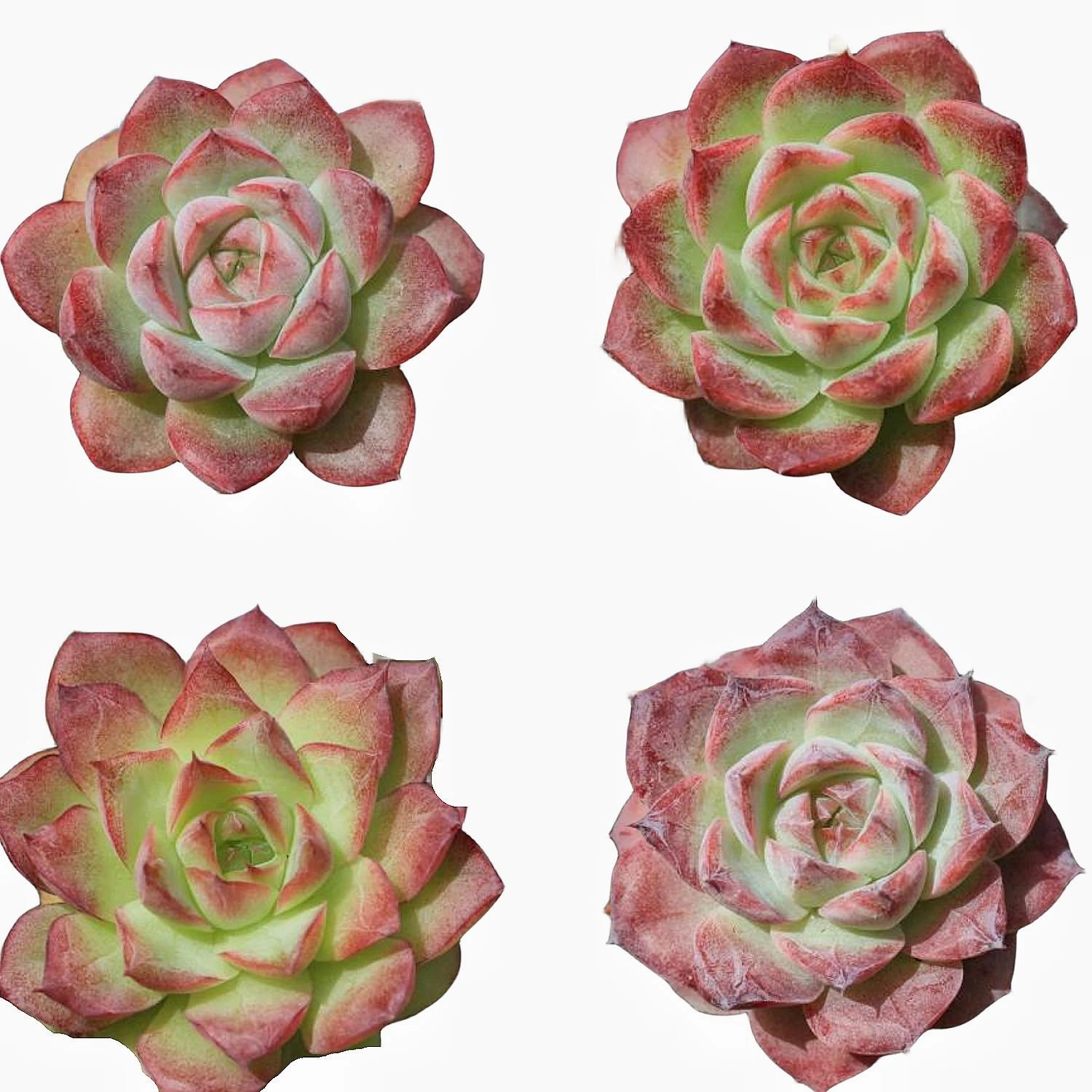 Echeveria 'Red Line Queen'