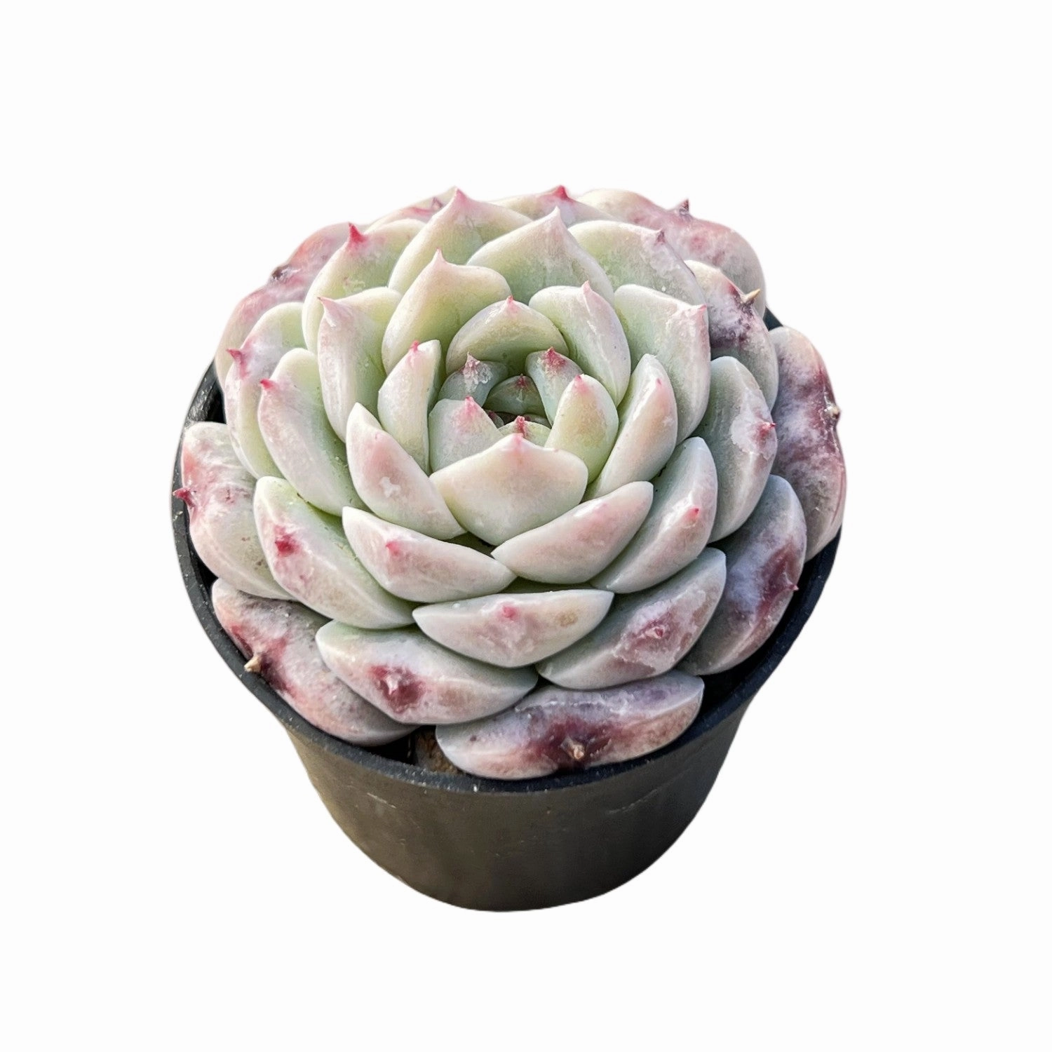 Echeveria 'Red Velvet'