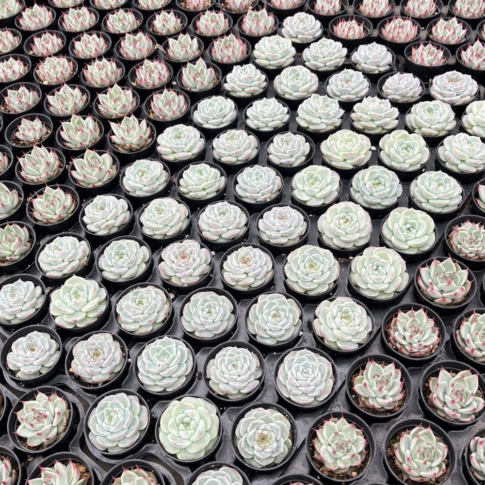 Echeveria 'Red Velvet' Bulk 54 Tray - 2in Pot