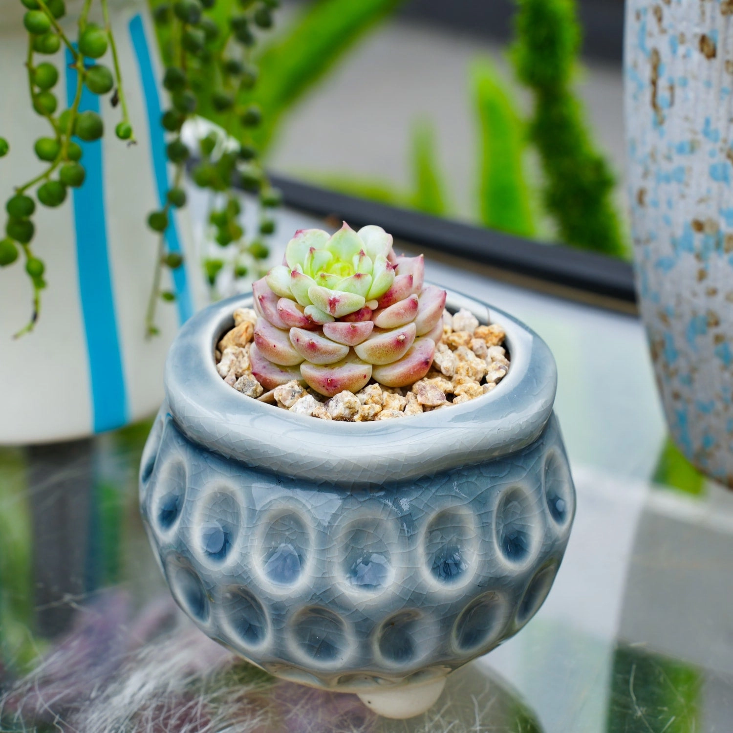 Echeveria 'Red Velvet'