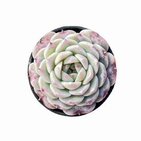 Echeveria 'Red Velvet' mini ornamental plant  