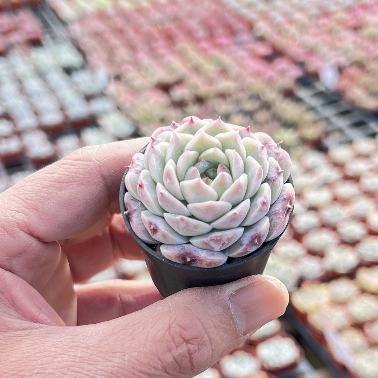 Echeveria 'Red Velvet'