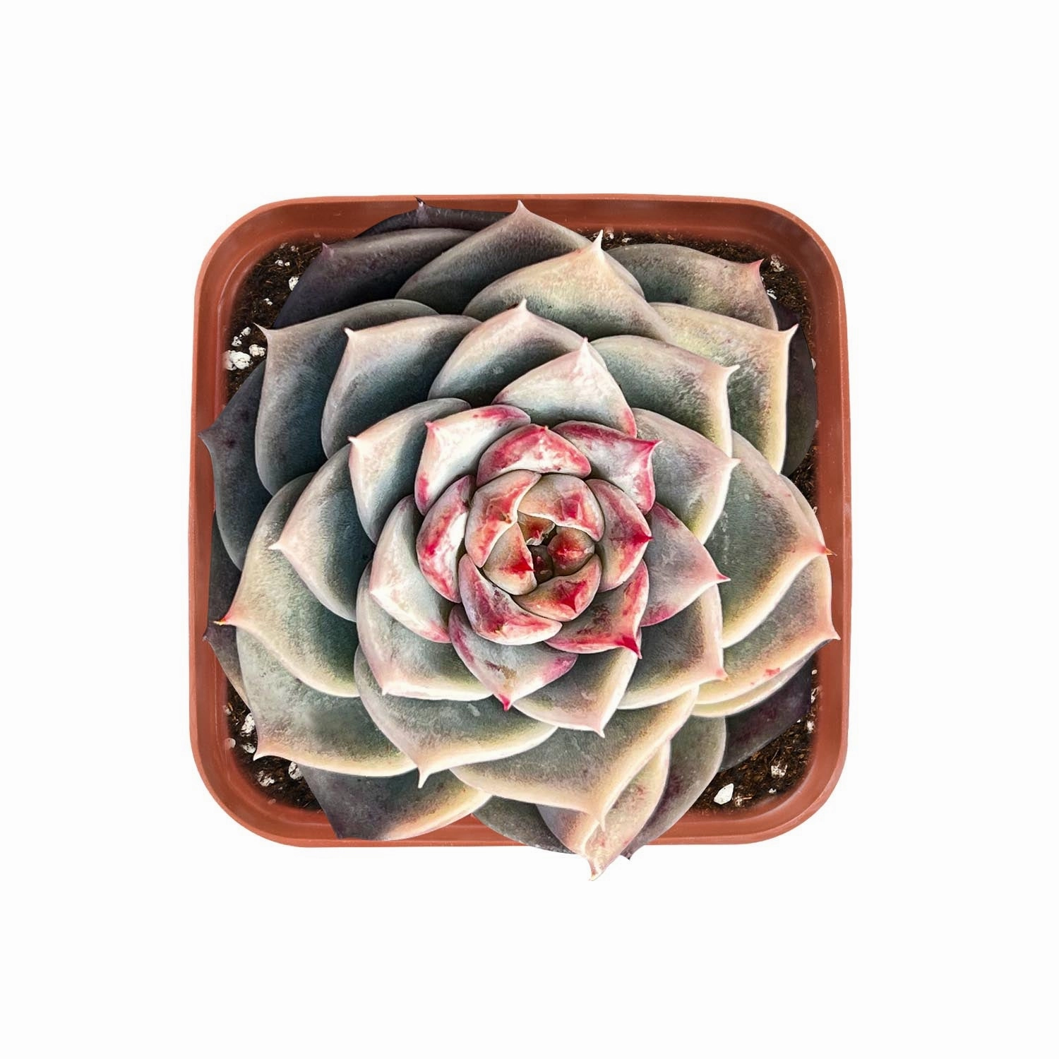 Echeveria 'Red Velvet' Sugar Heart mini ornamental plant  