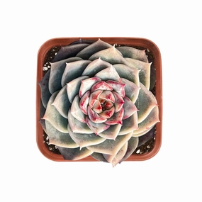 Echeveria 'Red Velvet' Sugar Heart mini ornamental plant  
