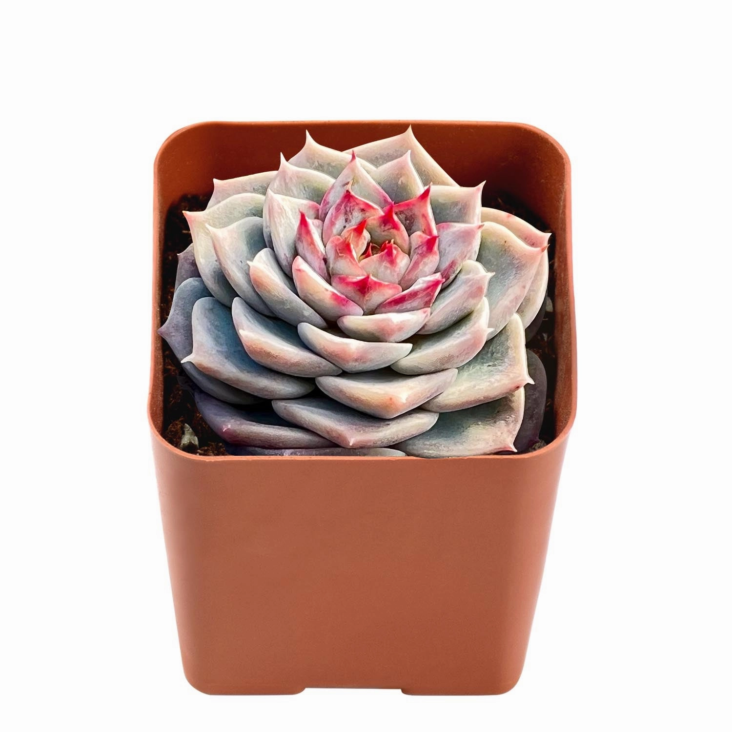 Echeveria 'Red Velvet' Sugar Heart