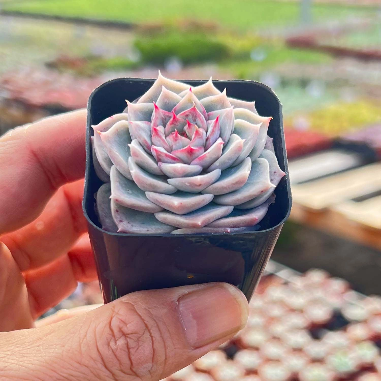 Echeveria 'Red Velvet' Sugar Heart