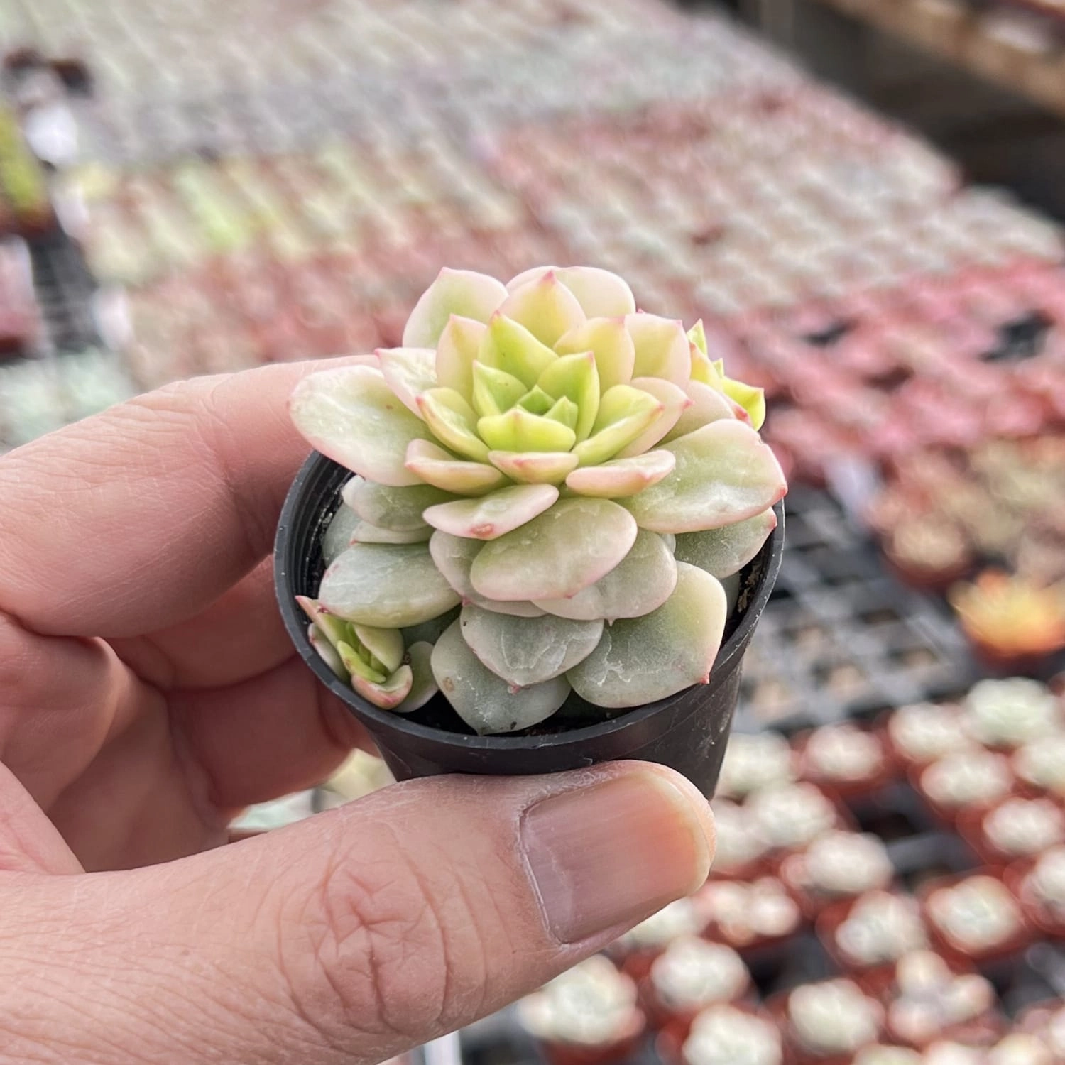 Echeveria 'Rolly' Variegata