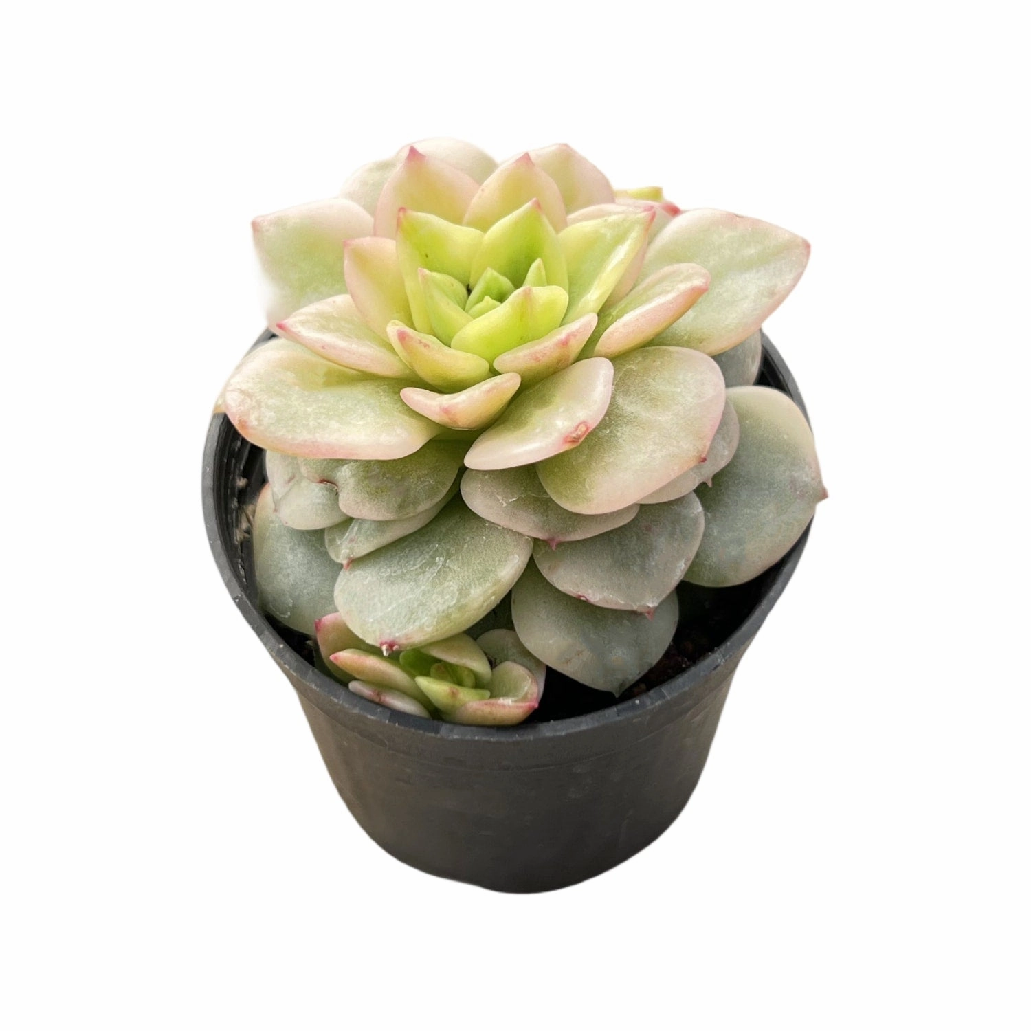 Echeveria 'Rolly' Variegata