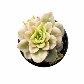 Echeveria 'Rolly' Variegata mini ornamental plant  