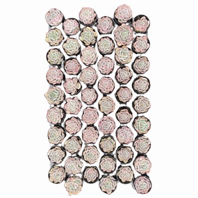 Echeveria 'Silhouette' Bulk 54 Tray - 2in Pot mini ornamental plant  