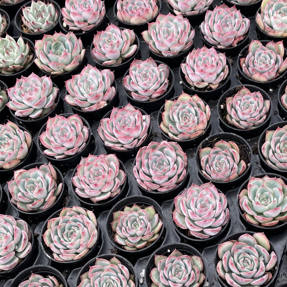 Echeveria 'Silhouette' Bulk 54 Tray - 2in Pot