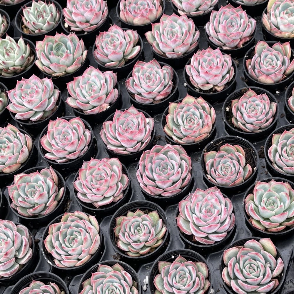Echeveria 'Silhouette' Bulk 54 Tray - 2in Pot