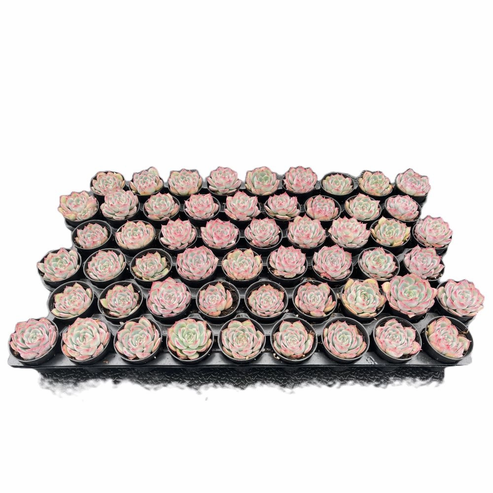 Echeveria 'Silhouette' Bulk 54 Tray - 2in Pot