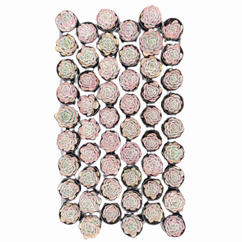 Echeveria 'Silhouette' Bulk 54 Tray - 2in Pot mini ornamental plant  