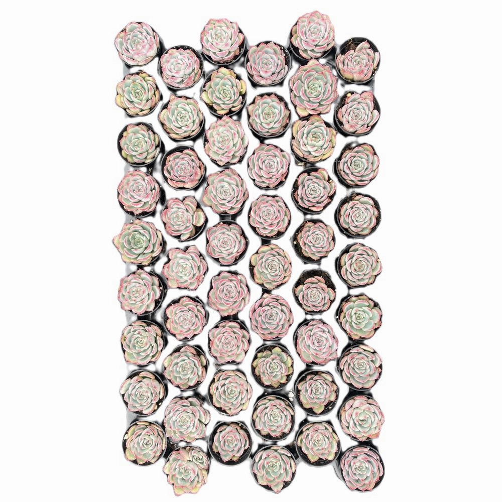 Echeveria 'Silhouette' Bulk 54 Tray - 2in Pot mini ornamental plant  