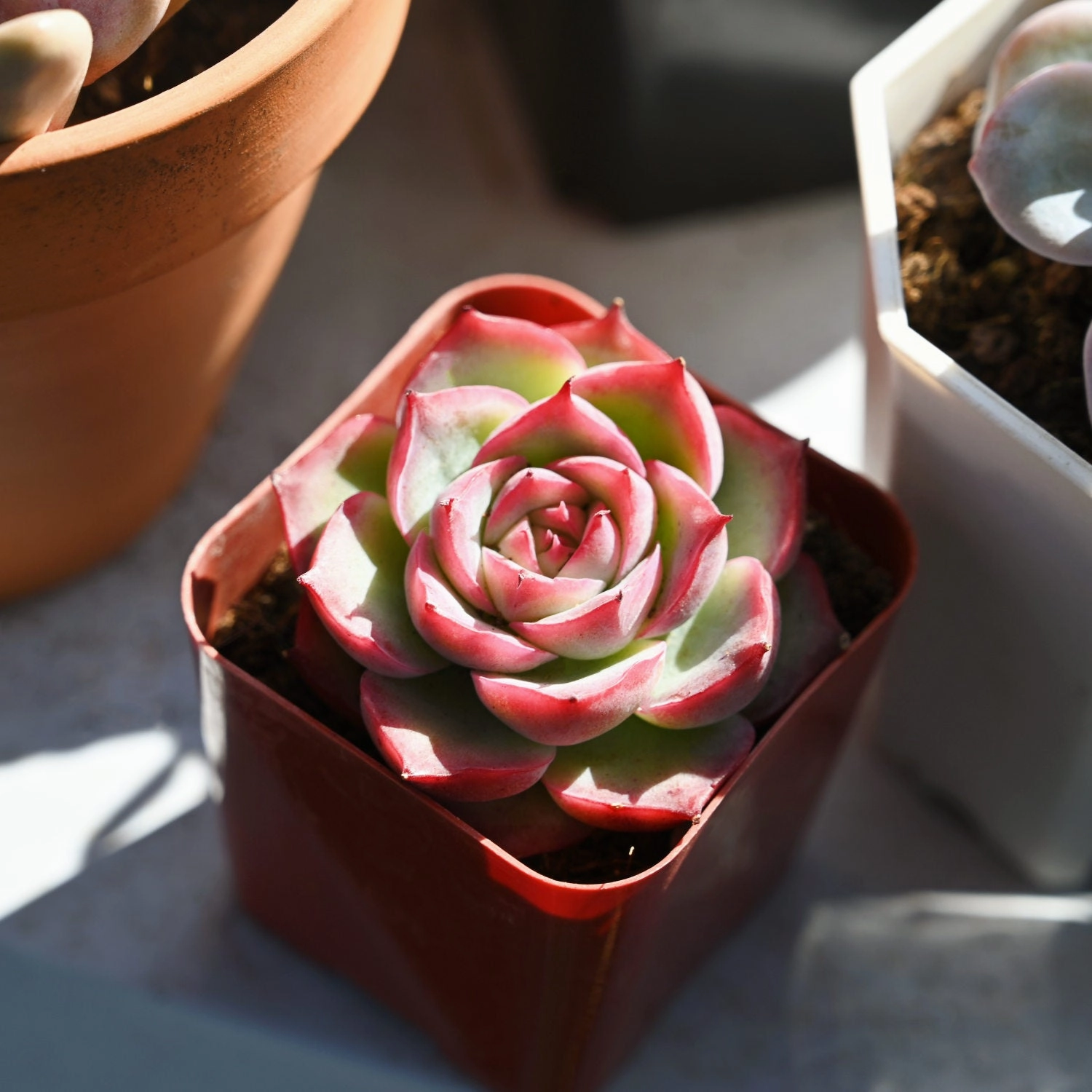 Echeveria 'Silhouette'