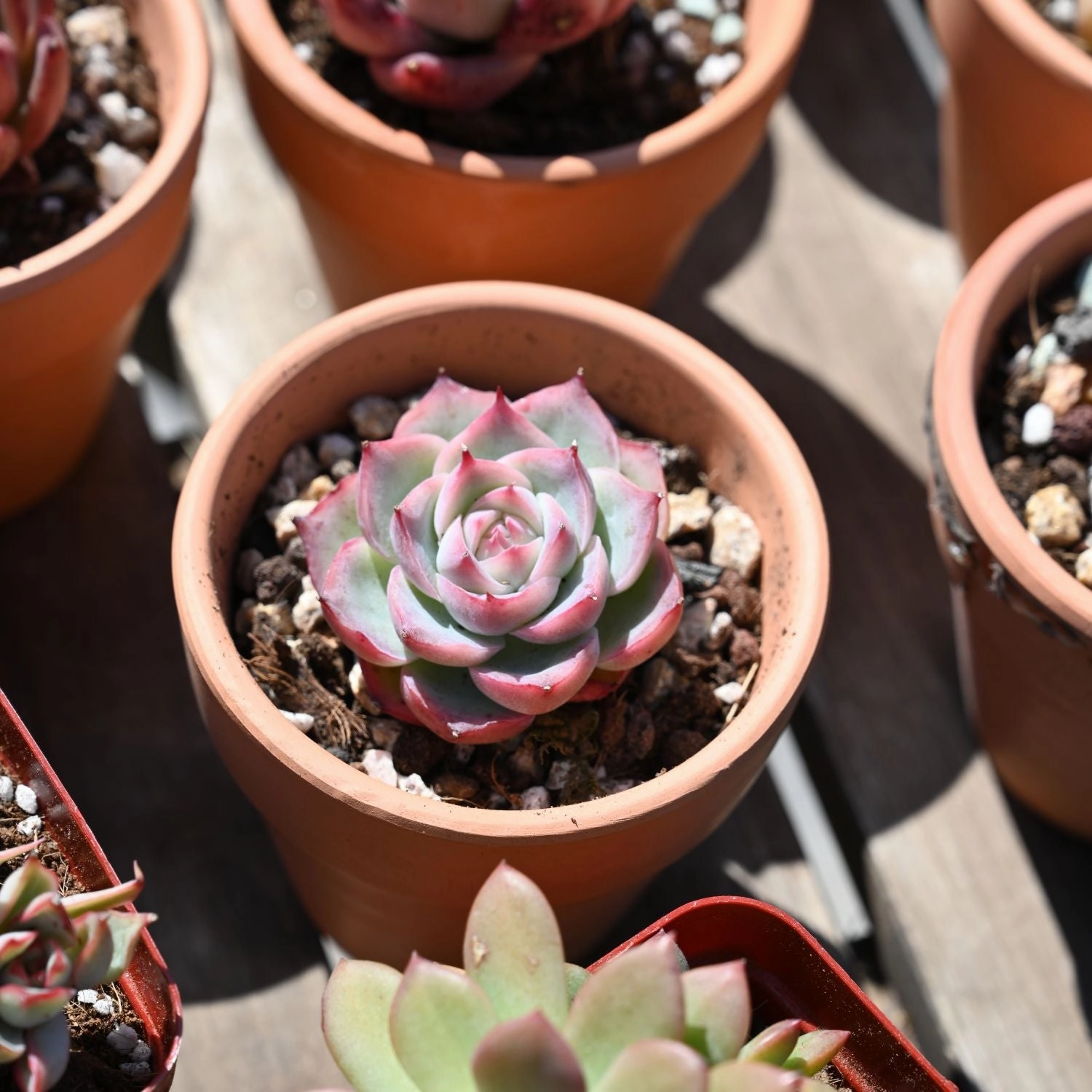 Echeveria 'Silhouette'