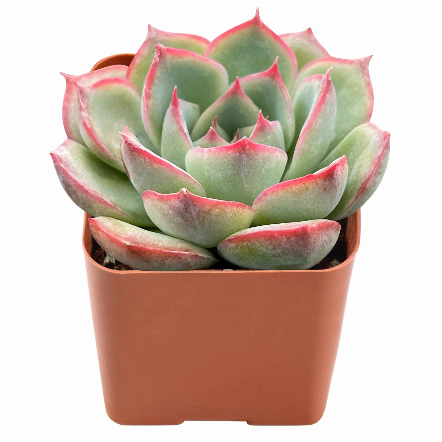 Echeveria 'Silhouette'