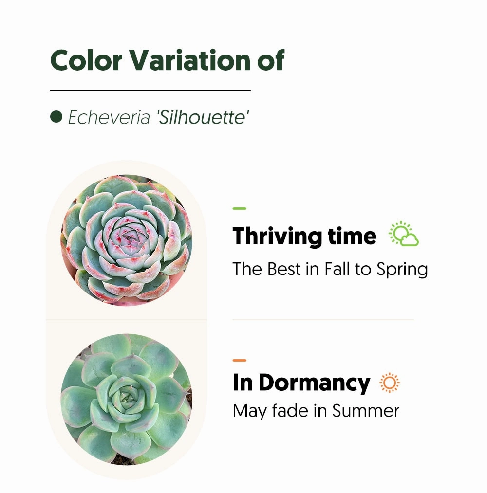 Echeveria 'Silhouette'