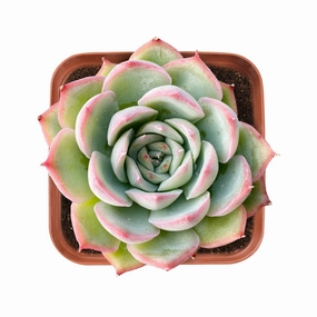 Echeveria 'Silhouette' mini ornamental plant  