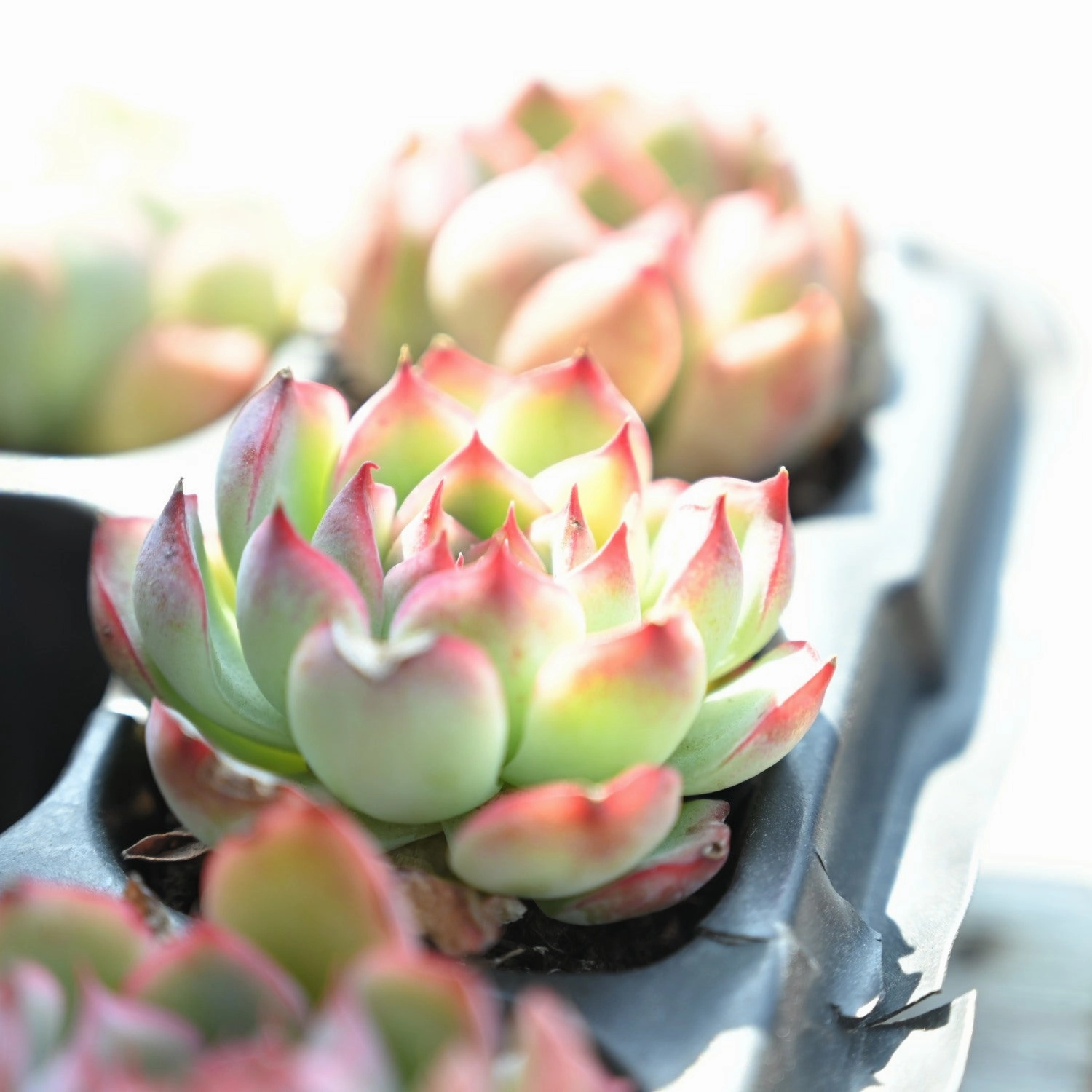 Echeveria 'Silhouette'