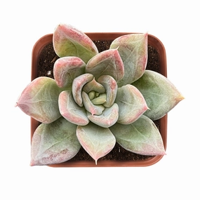 Echeveria 'Silver Queen' mini ornamental plant  