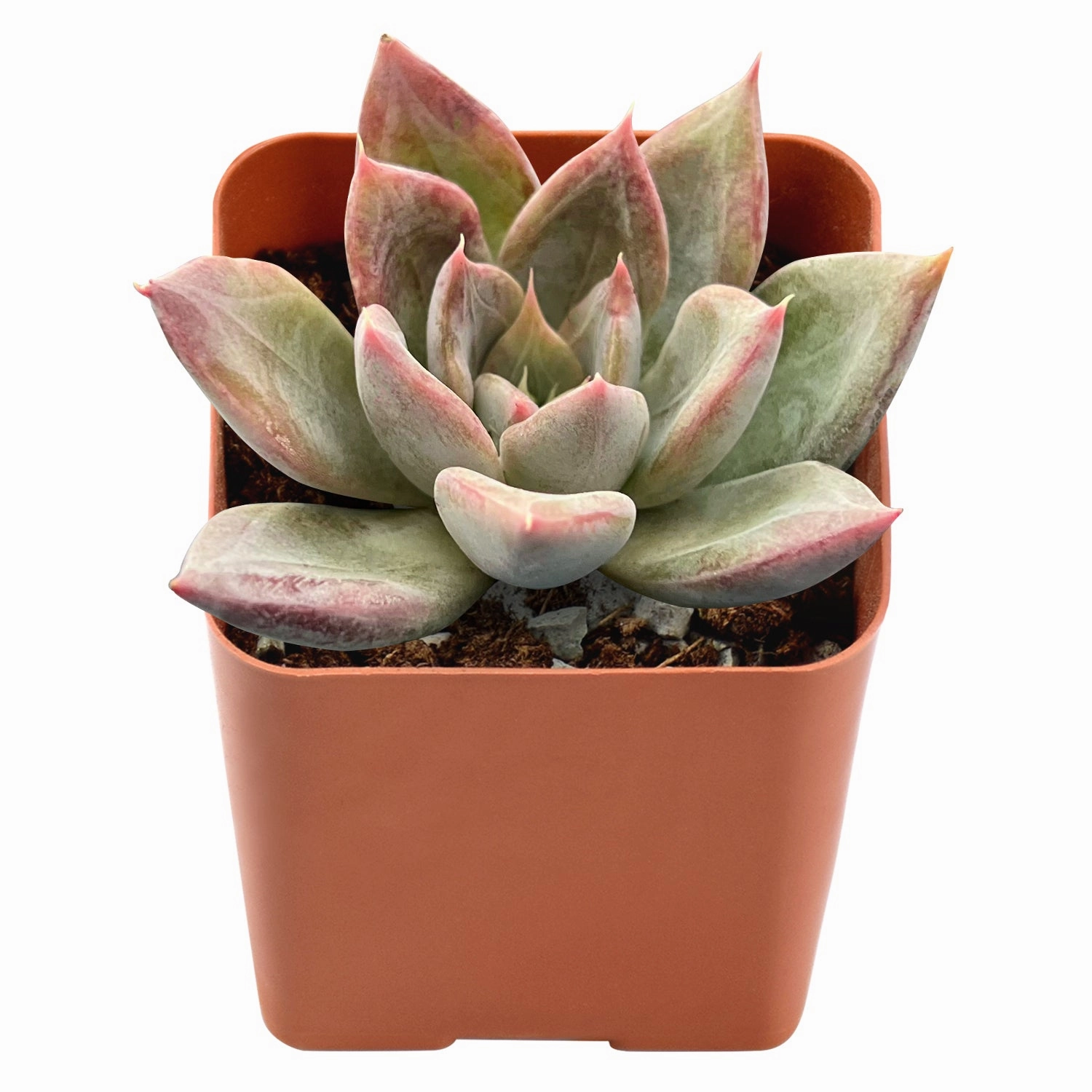 Echeveria 'Silver Queen'