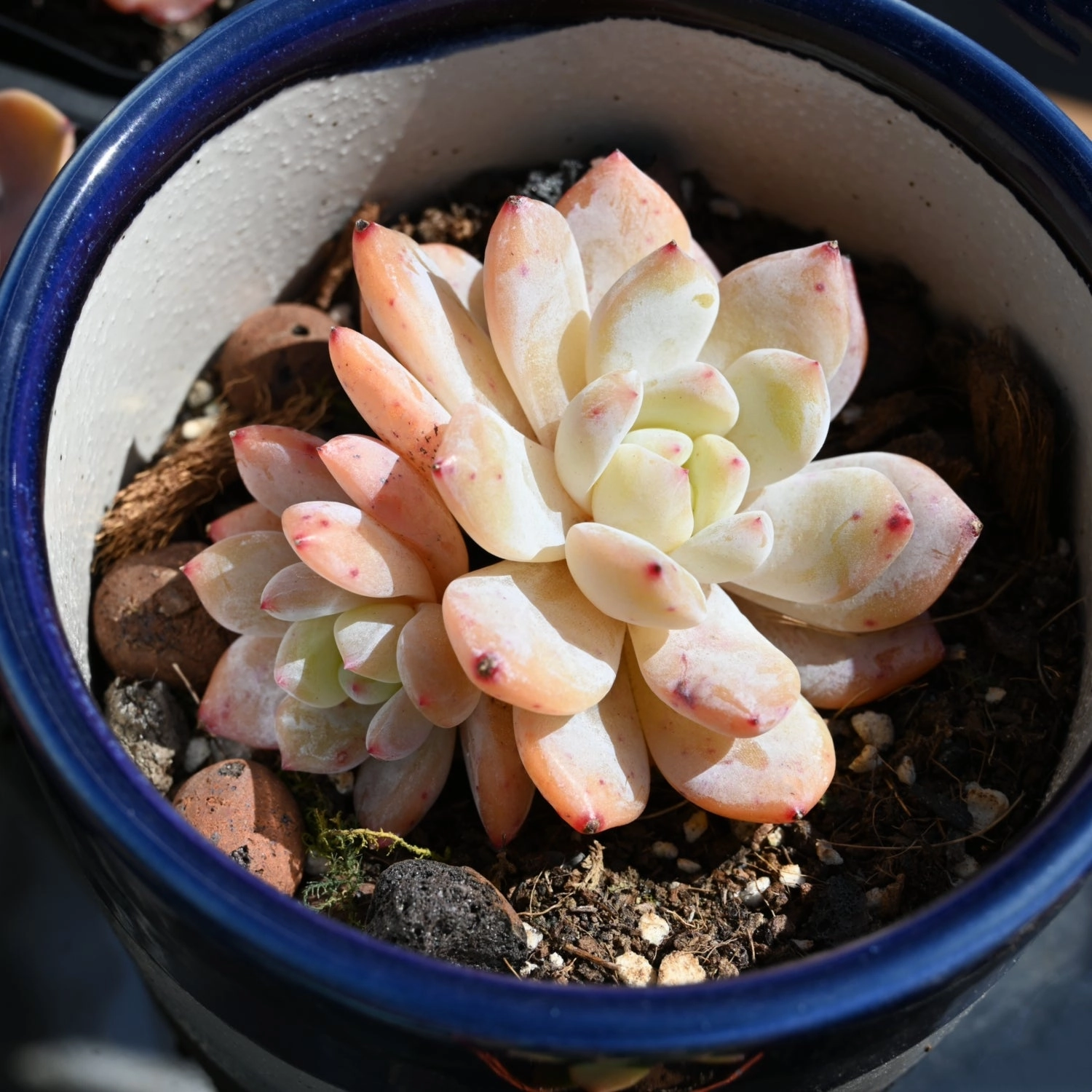 Echeveria 'Snow Angel'