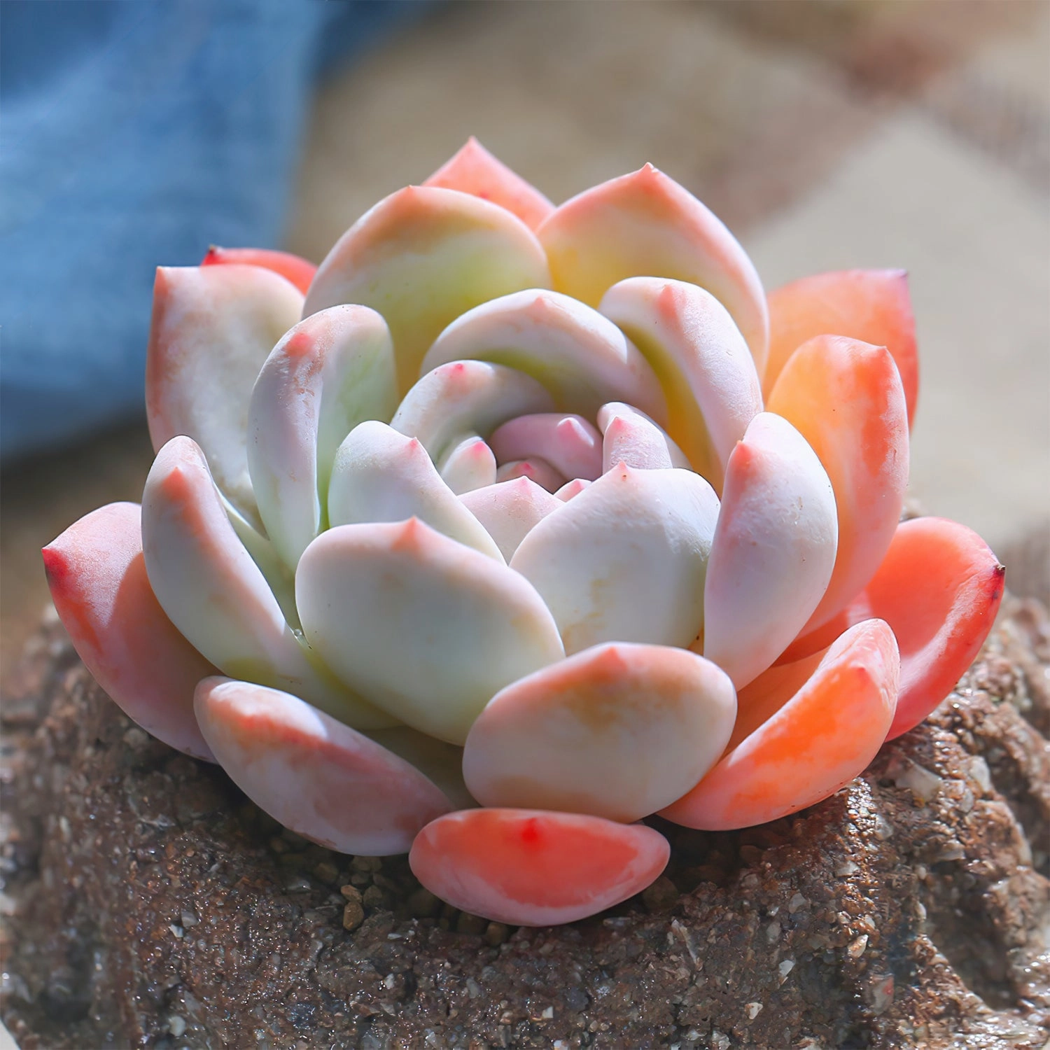 Echeveria 'Snow Angel'