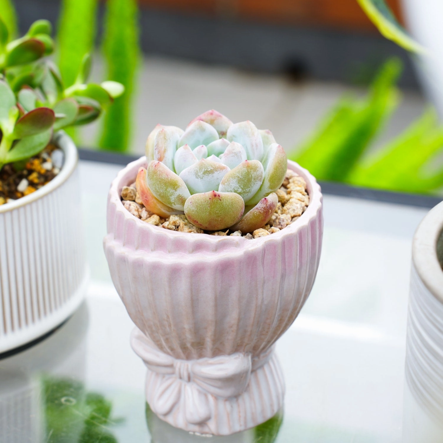 Echeveria 'Snow Angel'